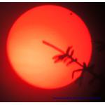 
Transit de Venus , pris avec le Coronado P.S.T. 40 et le Sony Alpha55 © Sylvia John, Berlin, Allemagne