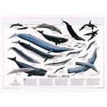 National Geographic Map Whales of the world