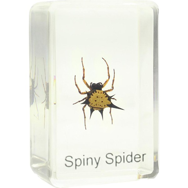 Omegon spiny spider prepared slide