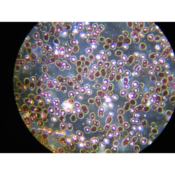 Optika Microscop Trinocular B 383dk Camp Intunecat X Led