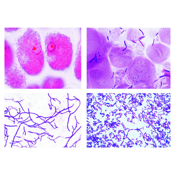 Lieder Bacteria Large Set 50 Microscope Slides