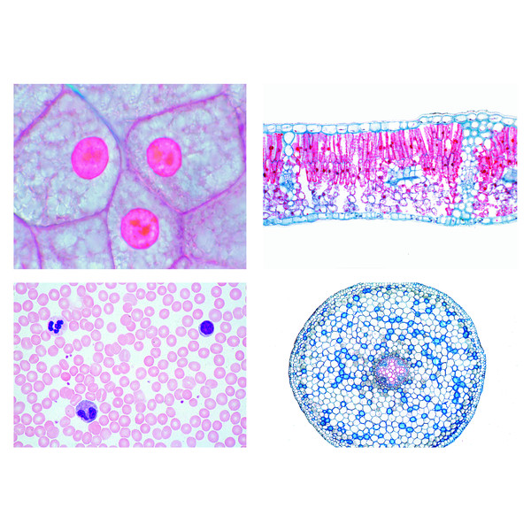 Wonderbaar LIEDER Cellen, weefsels en organen (13 preparaten), middelbare YO-56