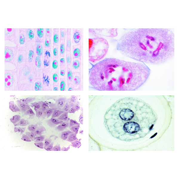 Lieder Mitosis And Meiosis Set I 6 Selected Microscope Slides Lieder Mitosis And Meiosis Set I 6 Selected Microscope Slides