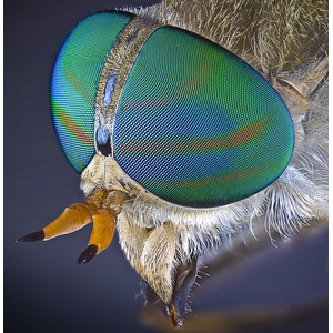 Lumenera INFINITY2-2C, CCD, color, 2.0 MP