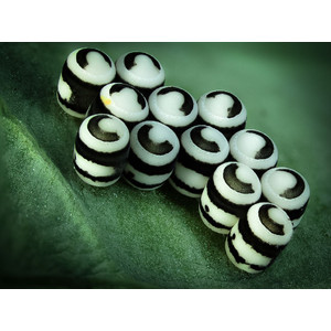 Lumenera INFINITY2-2C, CCD, color, 2.0 MP