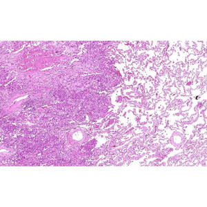 Lumenera INFINITY2-2C, CCD, color, 2.0 MP