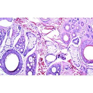 Lumenera INFINITY2-2C, CCD, color, 2.0 MP