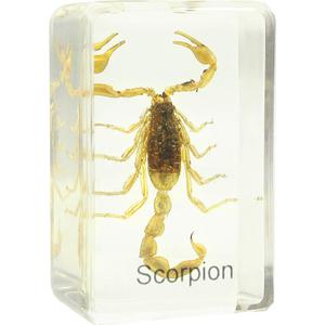 Omegon Préparation permanante scorpion
