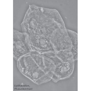 Hund Mikroskop Medicus plus PH, bino, plan, 100x - 1000x