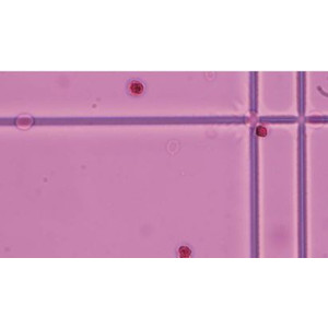 Olympus Mikroskop CX43: Grundausstattung mit Fotoausgang_2