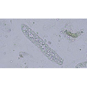 Olympus Mikroskop CX43 Ergo, LED