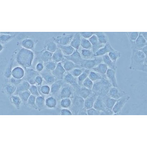 Olympus Mikroskop CX43: Grundausstattung mit Fotoausgang_2