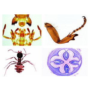 LIEDER Insekten, Ergänzungsserie (36 Präp)