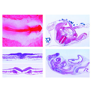 LIEDER Preparate microscop embriologie gaini (Gallus domesticus)