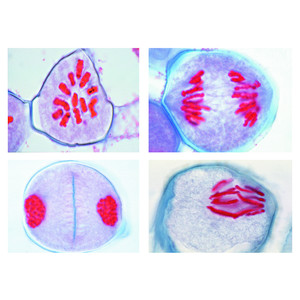 LIEDER Maduración de las células madre del polen de la azucena (lilium candidum) (12 prep.)