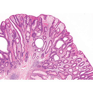 Nikon DS-Fi3, 5.9MP, USB3.0, CMOS