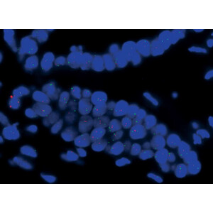 Nikon DS-Fi3, 5.9MP, USB3.0, CMOS