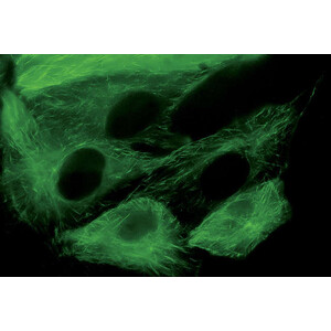 Nikon DS-Qi2, Mono, 16.25MP, USB3.0, CMOS, F-mount