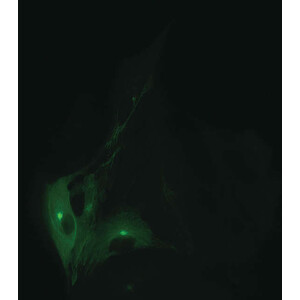 Nikon DS-Qi2, Mono, 16.25MP, USB3.0, CMOS, F-mount