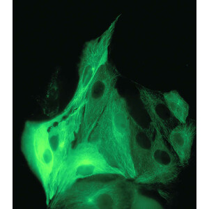 Nikon DS-Qi2, Mono, 16.25MP, USB3.0, CMOS, F-mount