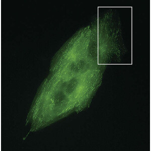 Nikon DS-Qi2, Mono, 16.25MP, USB3.0, CMOS, F-mount