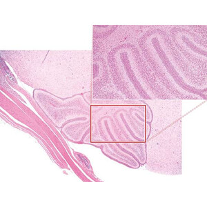 Nikon DS-Ri2, Color, 16.25MP, USB3.0, CMOS, F-mount