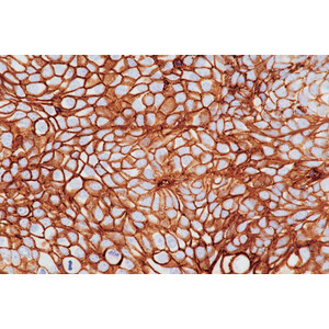 Nikon DS-Ri2, Color, 16.25MP, USB3.0, CMOS, F-mount