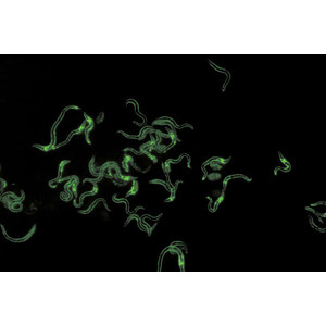 Nikon DS-Ri2, Color, 16.25MP, USB3.0, CMOS, F-mount