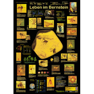 Planet Poster Editions Poster Leben im Bernstein