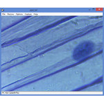 Piel de cebolla con núcleo celular vista con un factor de aumento de 400x.