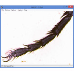 Noga muchy domowej przy 40-krotnym powiększeniu. Zdjęcie zrobione cyfrowym okularem mikroskopowym PC.