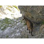 Camurça, como pode ser observada pela luneta Omegon Zoom