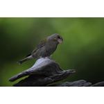A greenfinch - taken with an Omegon PhotoScope and a Canon EOS camera