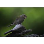 Um pássaro - fotografado com o Omegon Photoscope e uma câmera Canon EOS