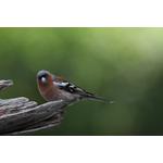 Um outro pássaro -fotografado com o Omegon Photoscope e uma câmera Canon EOS