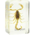 Omegon Dauerpräparat Scorpion