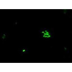 Koggen,  Bakterien FluoreszenzFITC Färbung