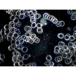 Detailansicht Dunkelfeldmikroskop H600 LL HP