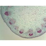 Stem of a sunflower