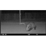 Badger