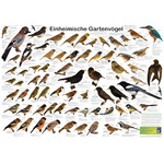 Planet Poster Editions Poster Einheimische Gartenvögel