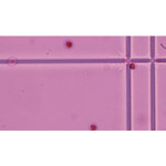 Hellfeld (Leukozyten)