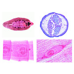 LIEDER Parasitologie Große Serie 50 Präp.