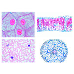 LIEDER Sek.stufe I, Zelle, Gewebe und Organe (13 Präp)