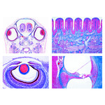 LIEDER Sekundarstufe, Set III Sinnesphysiologie (16 Präp)