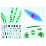 Präparatekasten für 25 Präparate
