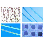 Präparatekasten für 25 Präparate
