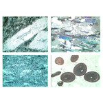 LIEDER Gesteinsdünnschliffe Serie V Sedimentgesteine (Sedimentite)  (22 Präp)