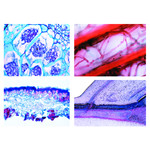 LIEDER Land- und Forstwirtschaft, Teil II Bakterien und Parasiten (22 Präp)