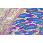 Olympus EP50, 5 Mpx, 1/1.8 inch, color CMOS Camera, USB 2.0, HDMI interface, Wifi